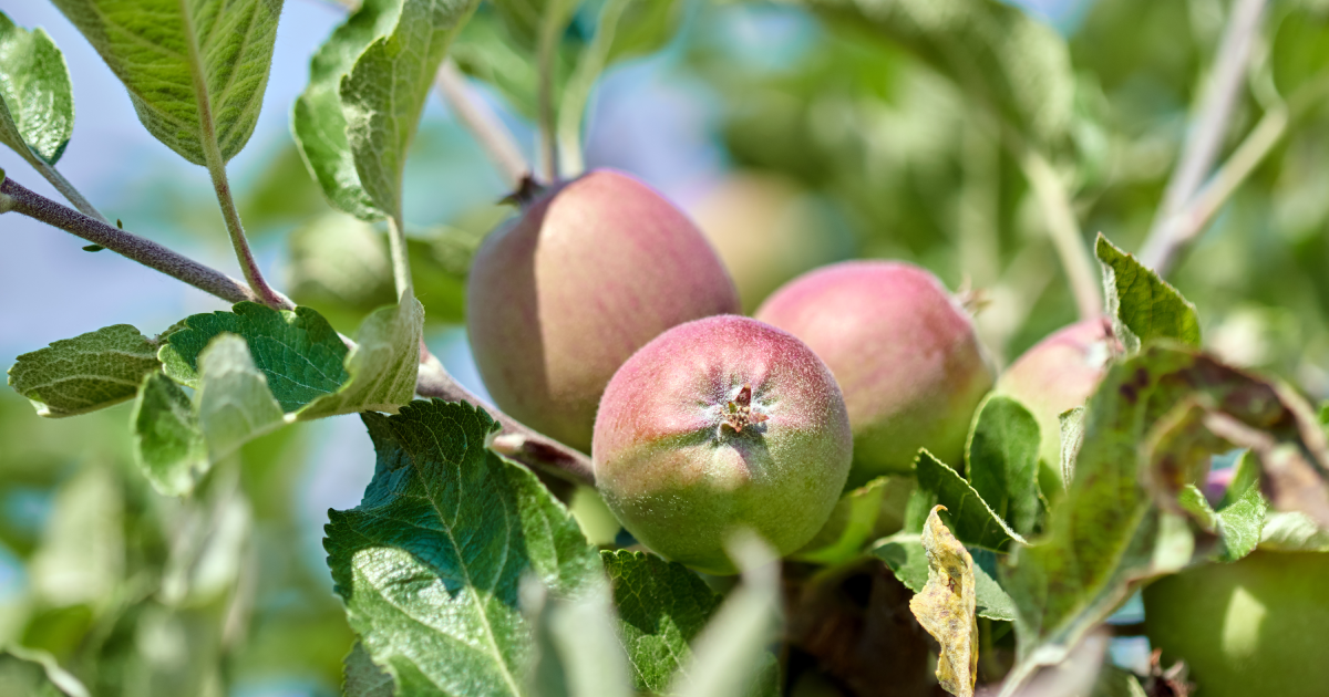 From Blossom to Fruit: A Look at the Apple Growing Process