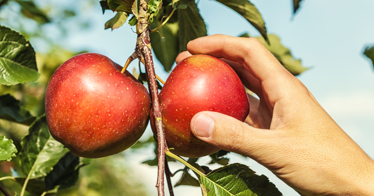How to Pick the Best Apple