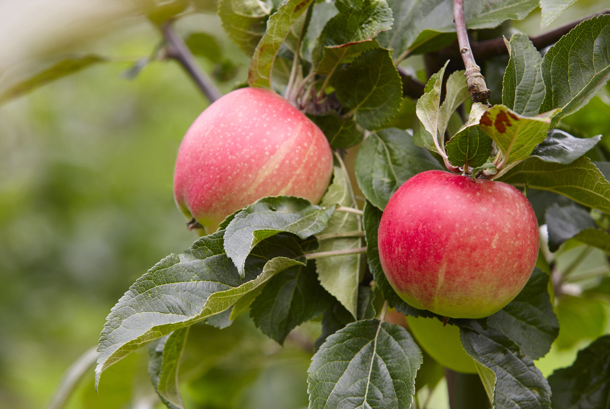 EDA Awards $752,000 Grant to Support Agriculture Production in Martin County, Kentucky