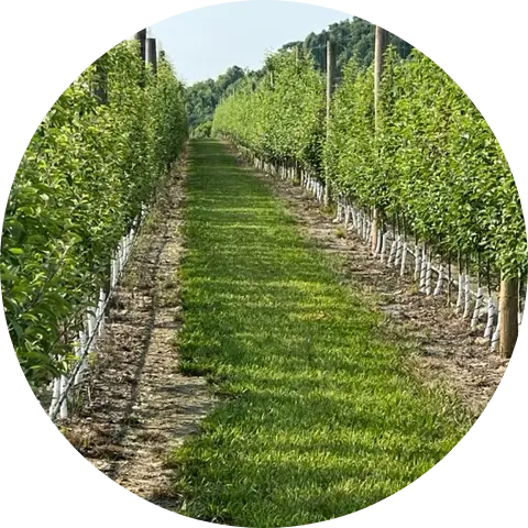 apple orchard appleatcha